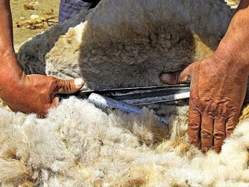 تصویر انواع پشم گوسفند مناسب قالیبافی